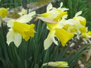 Lent lily